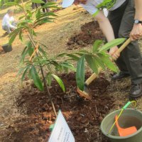 Mr Peter Buri_planting tree_at IDF 2015_ratu wina